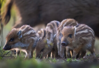 Young wild boars close up ( Sus scrofa )