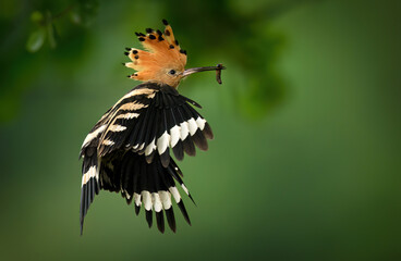 Eurasian hoopoe bird feeding juvenile ( Upupa epops ) © Piotr Krzeslak