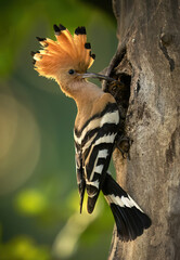 Eurasian hoopoe bird feeding juvenile ( Upupa epops ) © Piotr Krzeslak