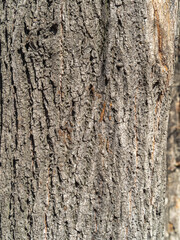 Texture of the bark of old maple tree
