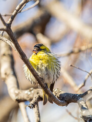 Eurasian siskin male, latin name spinus spinus, sitting on branch of tree. Cute little yellow songbird.