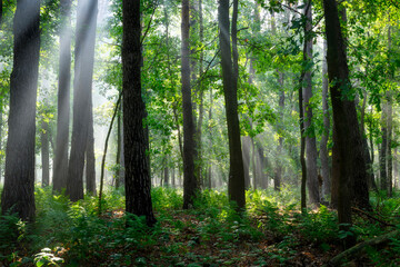 Sunny morning in the forest