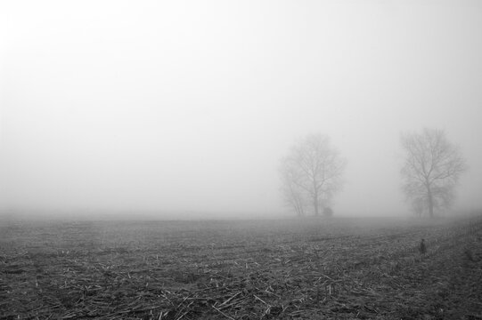 Foggy farmland