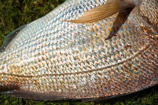 Close up of a fish
