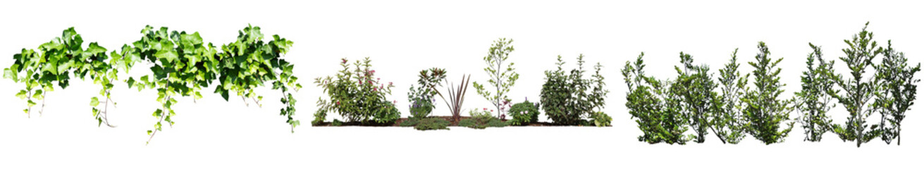 アイビー、ウツギ、ウバメガシ植物切り抜き透過PNG背景白
