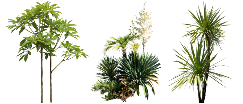 コルディリネオーストラリス切り抜き植物透過PNG背景白