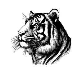 bengal tiger hand drawn vector vintage