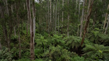 Obraz premium A path in a lush tropical forest.