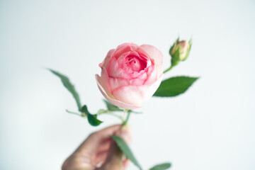 手持ちのピンクローズ_2