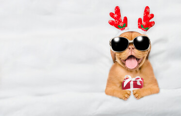 Cute Mastiff puppy dressed like santa claus reindeer  Rudolf lying under white blanket at home and holds gift box. Top down view. Empty space for text