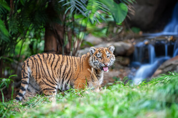 Tiger cub in the wild. Baby animal in green grass on waterfall background