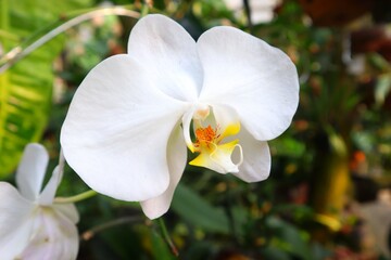 The moon orchid or Phalaenopsis amabilis is blooming very beautifully, with a close view.