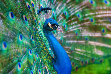 Majestic peacock displaying feathers close up