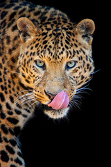 Close up of a leopard with its tongue out