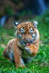 Tiger cub in the wild. Baby animal in green grass on waterfall background