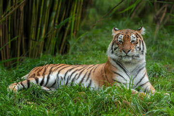 Tiger male, wild animal in the natural habitat