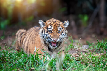 Tiger cub in the wild.  Wild cat in nature habitat