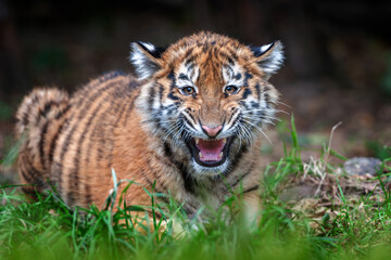Tiger cub in the wild.  Wild cat in nature habitat