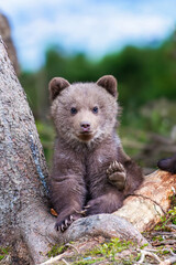Brown bear cub walking across rocky hillside © byrdyak