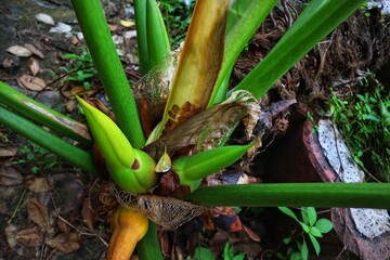 Shoots of Philodendeon Marble or Philodendron Giganteum Giant with close view.