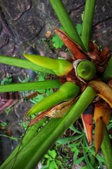 Shoots of Philodendeon Marble or Philodendron Giganteum Giant with close view.
