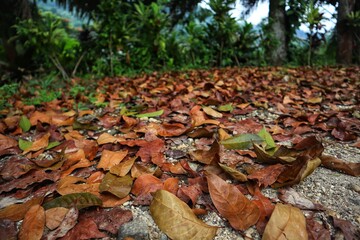 Yellow leaves falling on the ground close up view.