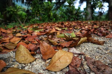 Yellow leaves falling on the ground close up view.