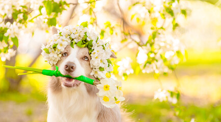 Happy Border Collie puppy wearing wreath of apple blossoms holds a bouquet of daffodils in its mouth at sunny spring park. Empty space for text