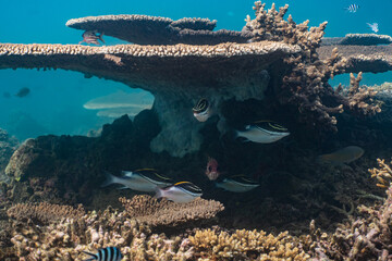 coral reef and fish