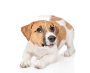 Playful Jack russell terrier puppy looks away and up. Isolated on white background