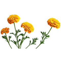 Obraz premium Marigold Tagetes spp with cheerful rounded flowers in golden yellow or orange hues bringing a