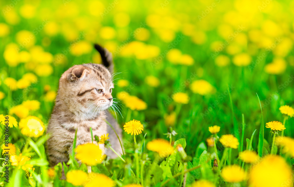 Poster Cute tabby kitten sits on dandelion lawn and looking away on empty space. Empty space for text
