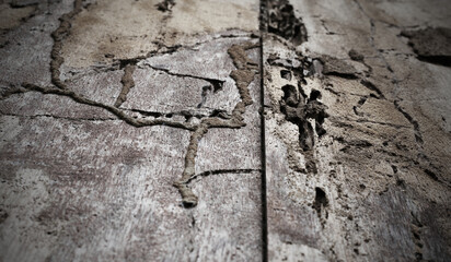 The walls of the house were eaten away by termites until they decayed.