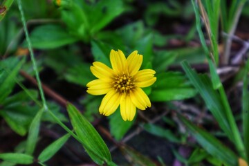 Wedelia chinensis plant in bloom close up.