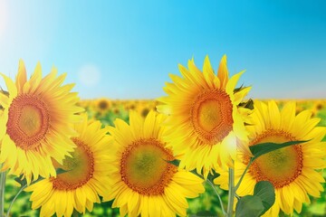 Fototapeta premium Sunflower flower on big agriculture field