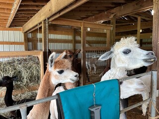 alpacas