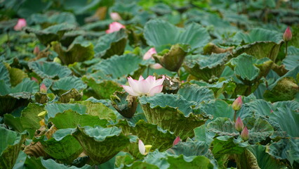 Lotus blooming on the lake surface - Nelumbo nucifera