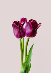 Tender tulips bouquet. Gentle flowery background.