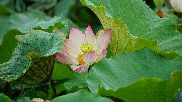 Lotus blooming on the lake surface - Nelumbo nucifera