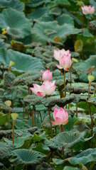 Lotus blooming on the lake surface - Nelumbo nucifera