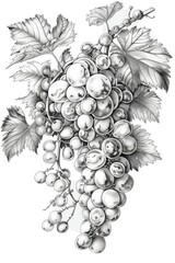 Fototapeta premium Grapes with leaves