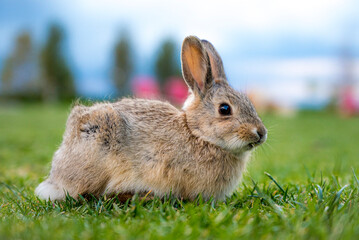 rabbit in the grass