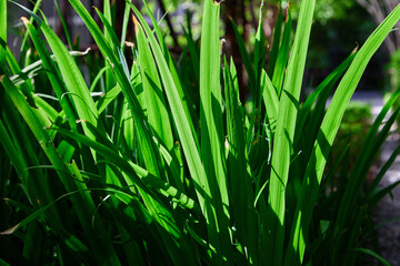 Close-up view of green grass in sunlight morning