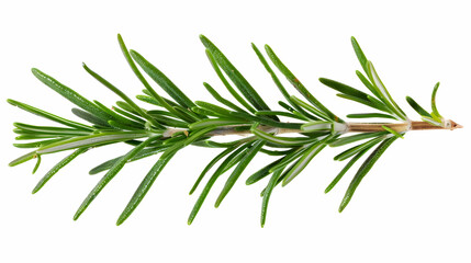 A close-up image of a fresh rosemary sprig isolated on a white background. Perfect for culinary and herbal usage, showcasing detailed pine-like leaves.