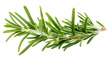 Fototapeta premium Fresh rosemary sprig isolated on white background. Aromatic herb used in cooking and for herbal remedies. Perfect for culinary and medicinal uses.