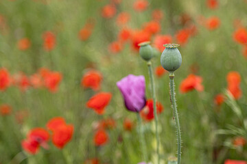 Obraz premium Close-up of poppy (papaver) capsules in front of purple and red poppy blossoms
