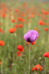 Close-up of a purple poppy blossom (papaver) in front of others in red