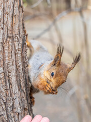 Squirrel eats a nut while sitting upside down on a tree trunk