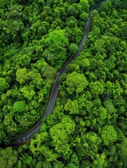 Winding Road Through Forest