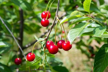 Natural organic cherries in the orchard. A branch of a cherry tree with ripe red cherries.